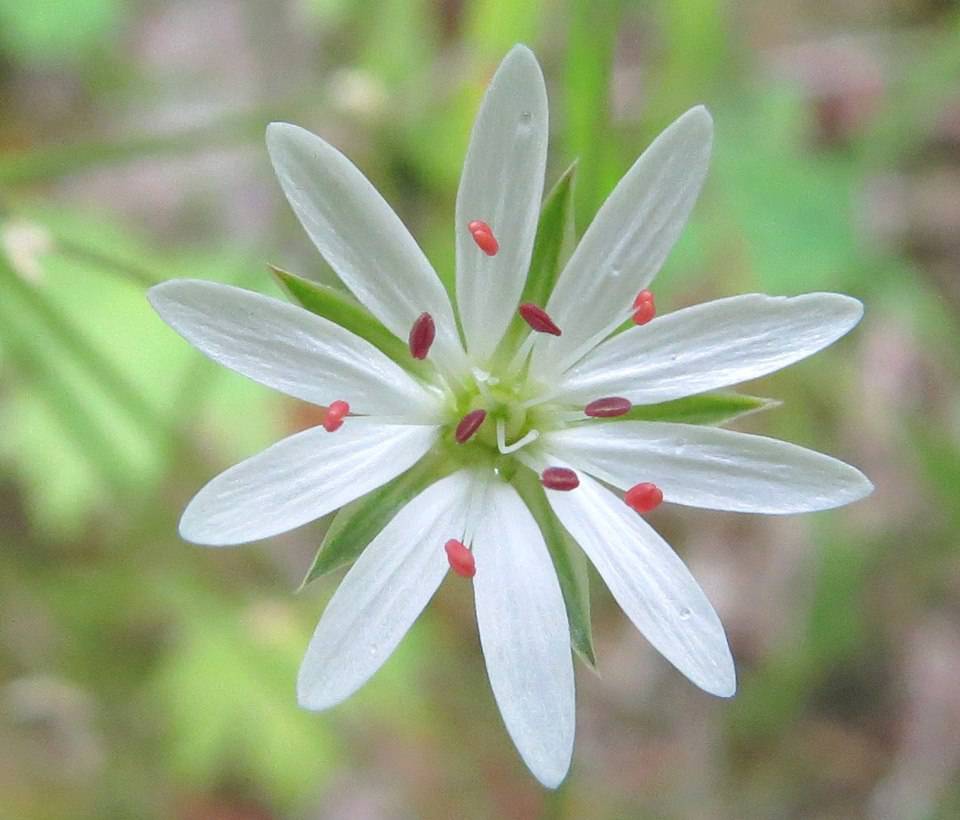 Stellaria graminea - Звездчатка злаковая