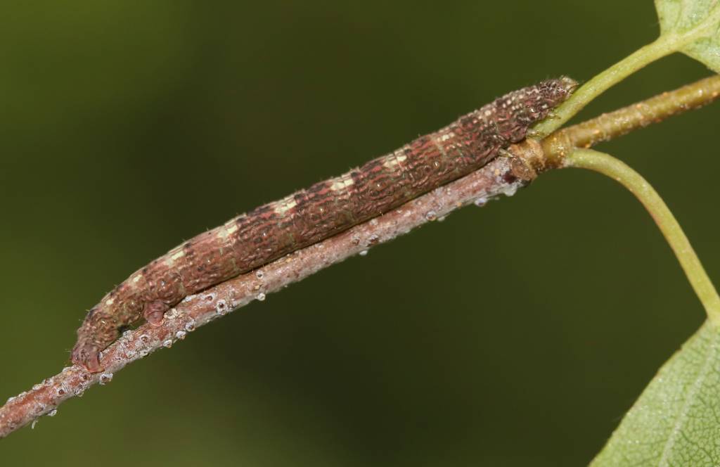 Aethalura punctulata - Пяденица дымчатая точечная