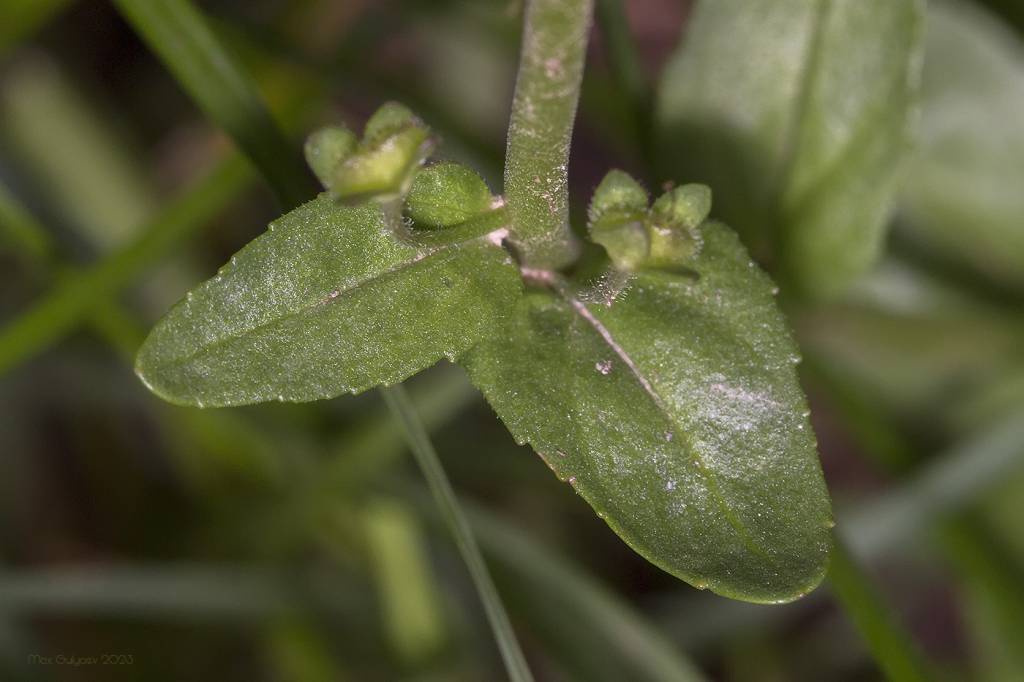 Veronica serpyllifolia - Вероника тимьянолистная