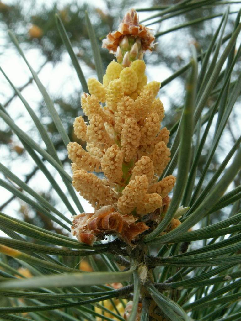 Pinus - Сосна
