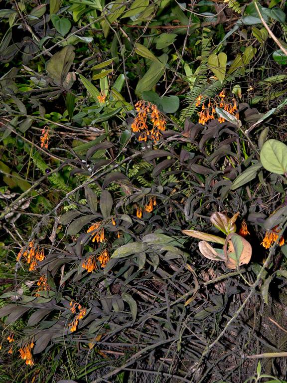 Epidendrum spathatum