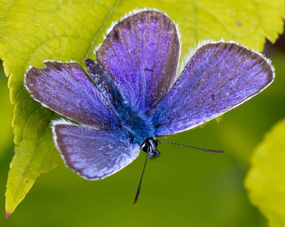 Бабочка Голубянка