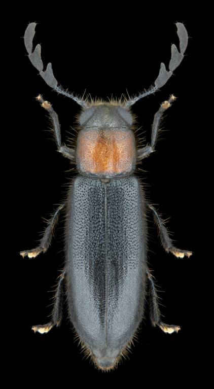 Neorthopleura thoracica