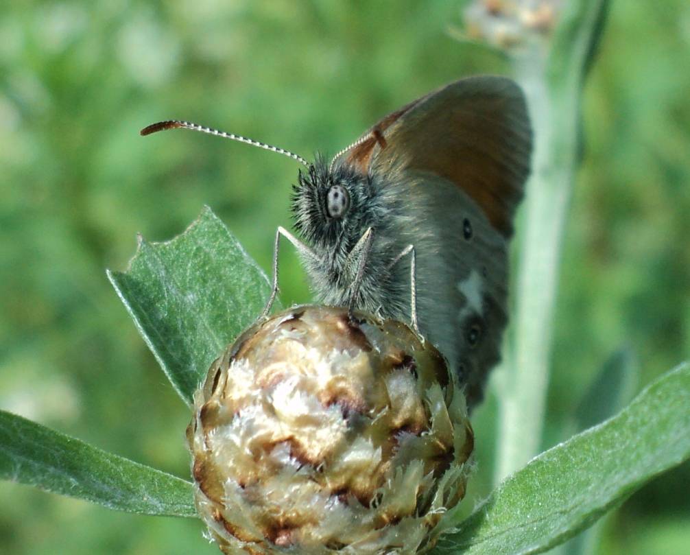 Coenonympha glycerion - Сенница луговая