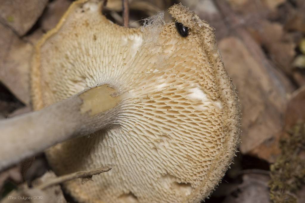Polyporus arcularius - Полипорус ямчатый