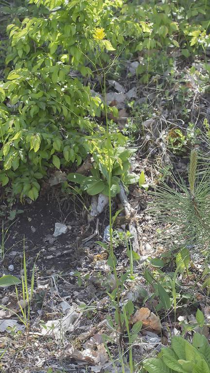 Crepis pulchra subsp. pulchra