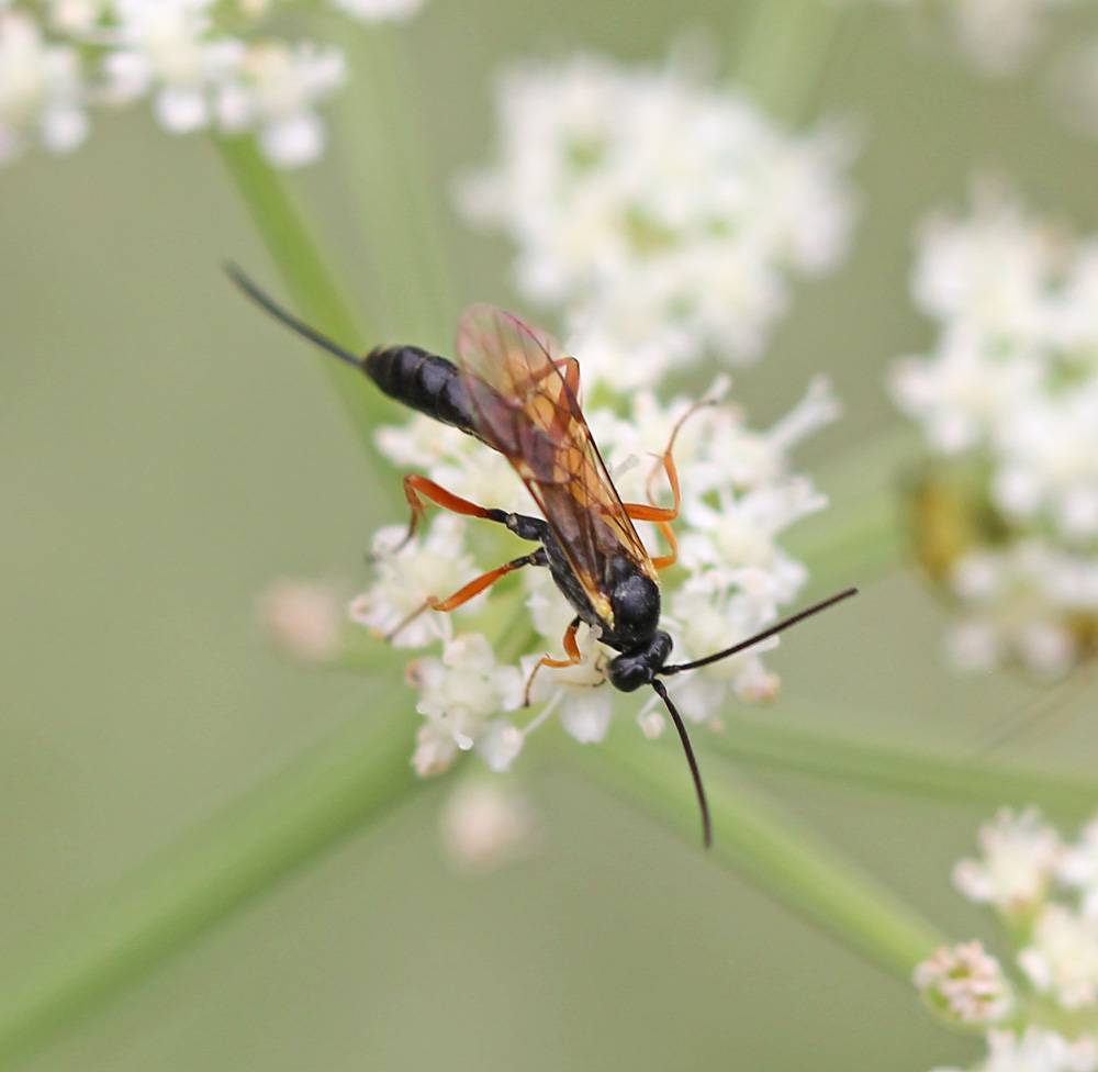 Ichneumonidae172