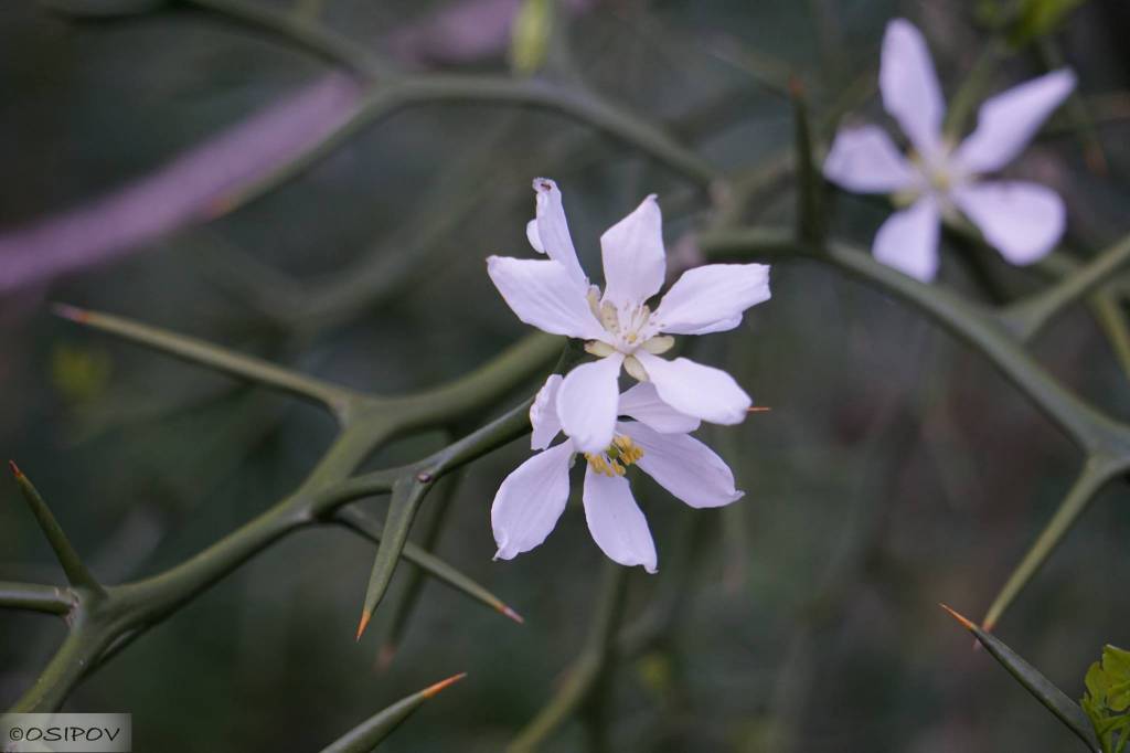 Poncirus trifoliata - Понцирус трёхлисточковый