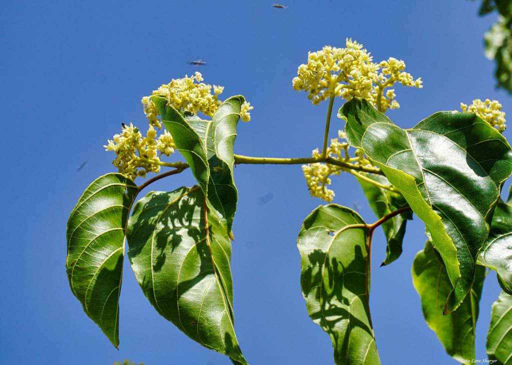 Hovenia dulcis - Говения сладкая, Конфетное дерево