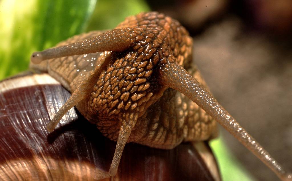 Gastropoda No.2