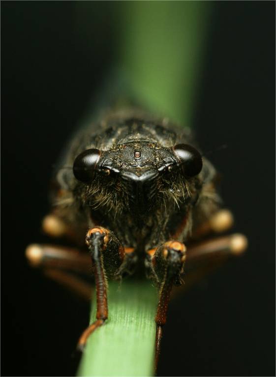 Горная цикада - Cicadetta montana