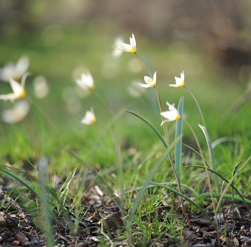 Tulipa biflora - Тюльпан двуцветковый