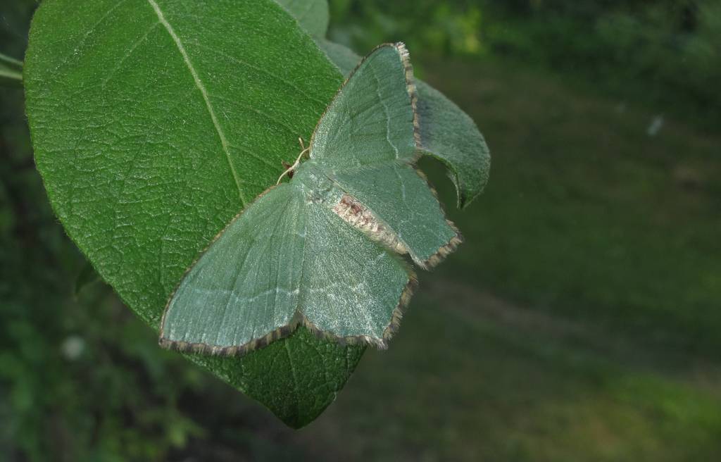 Hemithea aestivaria - Пяденица хвостатая зеленая