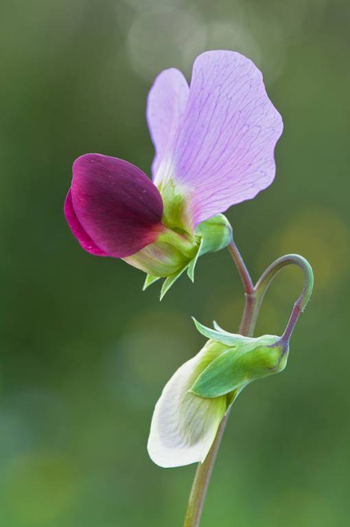 Pisum sativum elatius - Горох высокий