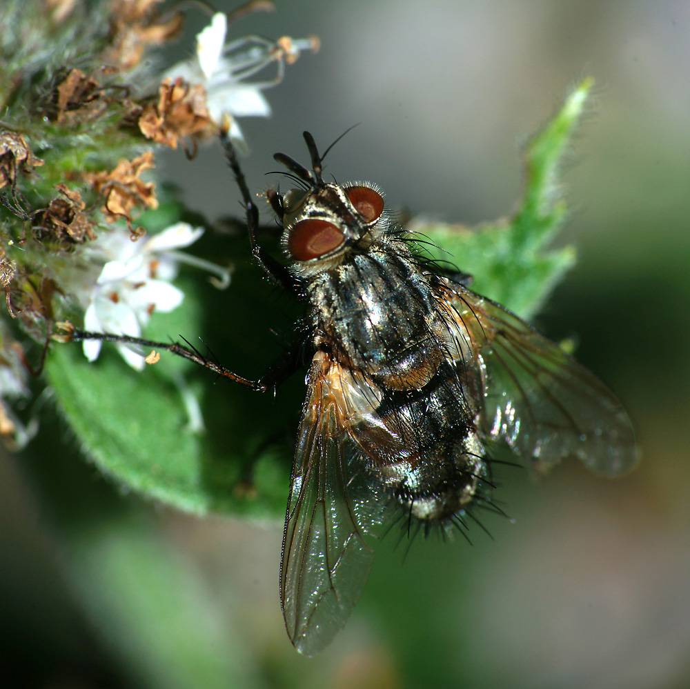 Tachinidae: Linnaemyia