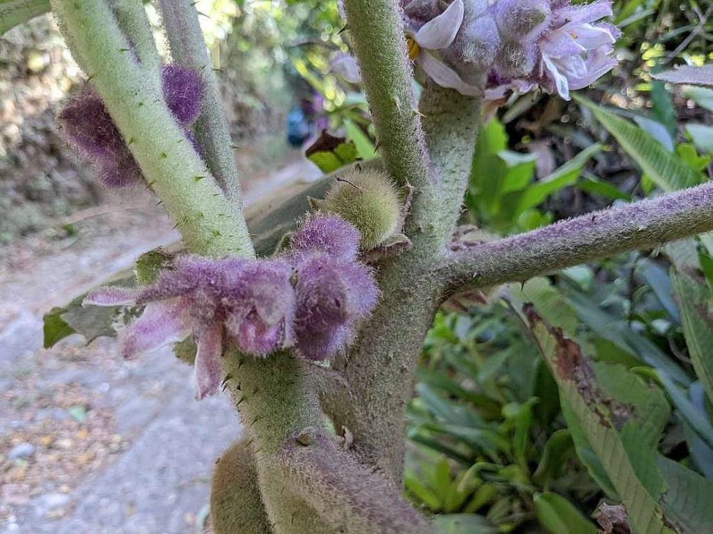 Solanum quitoense - Паслён китоский, или Наранхилья