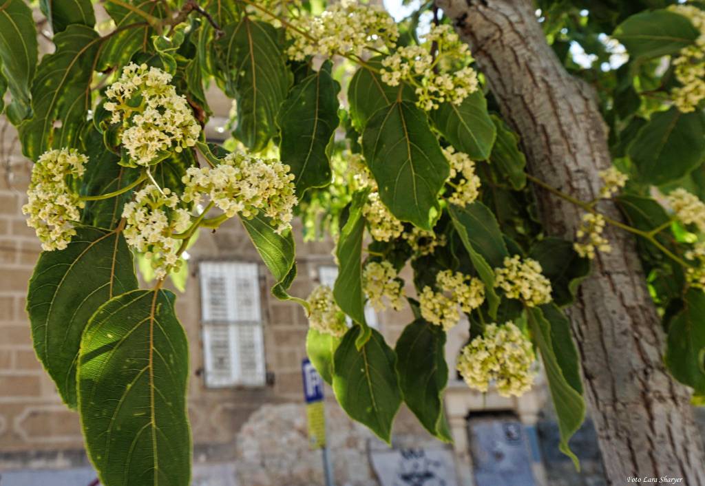 Hovenia dulcis - Говения сладкая, Конфетное дерево