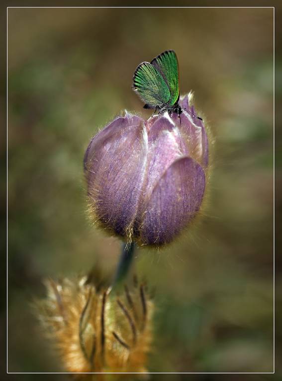 Callophrys rubi - Малинница обыкновенная