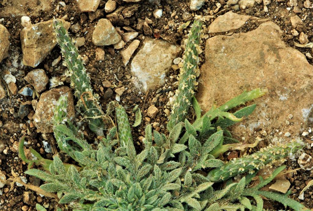 Plantago crypsoides - Подорожник скрытницевидный