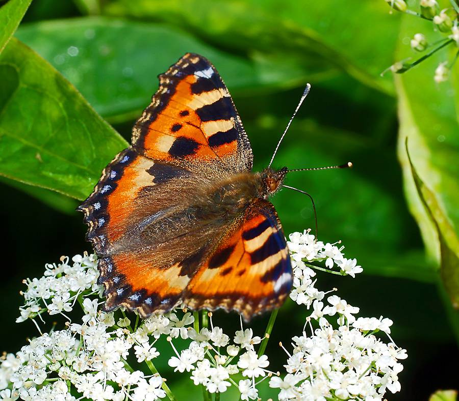 Покажи бабочку крапивницу. Крапивница Aglais urticae. Aglais urticae (Linnaeus, 1758). Бабочка крапивница (Aglais urticae). Ареал бабочки крапивницы.