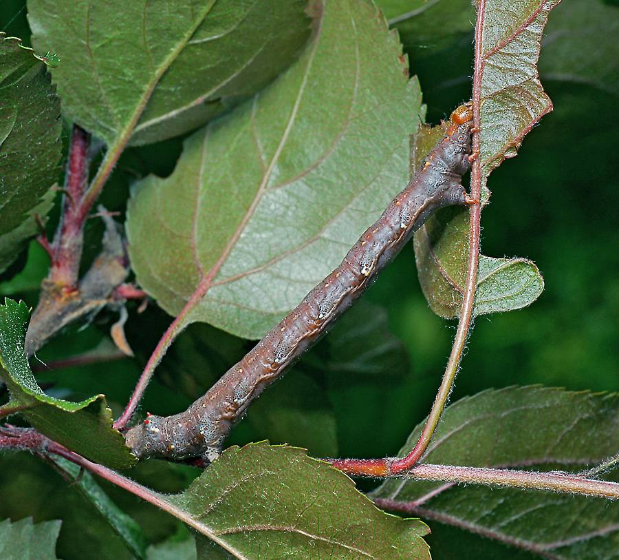 Colotois pennaria - Пяденица хохлатая