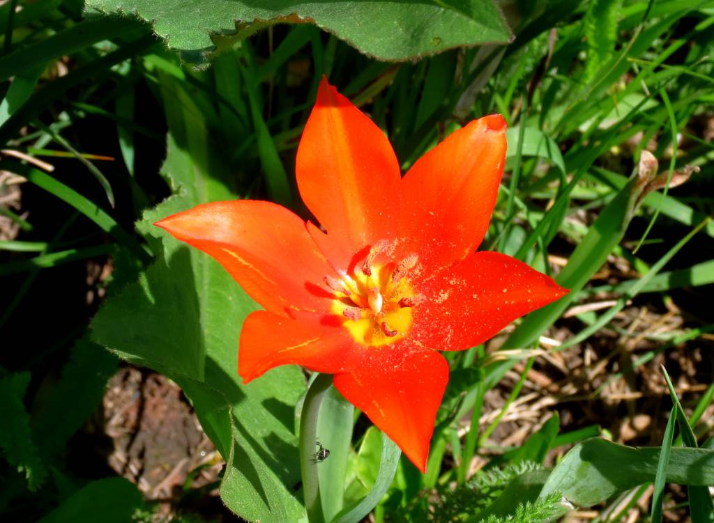 Tulipa ostrowskiana - Тюльпан Островского