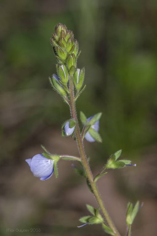 Veronica chamaedrys subsp. chamaedrys - Вероника венская
