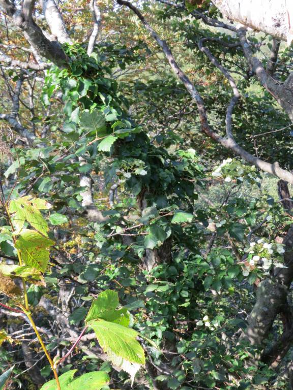 Hydrangea petiolaris - Гортензия черешчатая