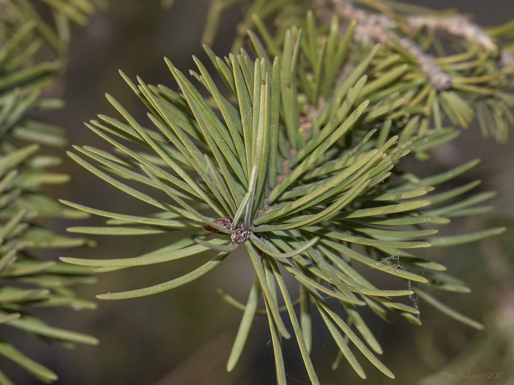 Pseudotsuga menziesii subsp. glauca