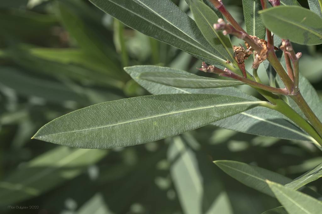 Nerium oleander - Олеандр обыкновенный