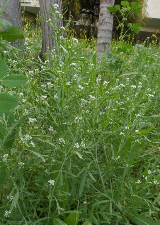 Lepidium sativum - Клоповник посевной, Кресс посевной