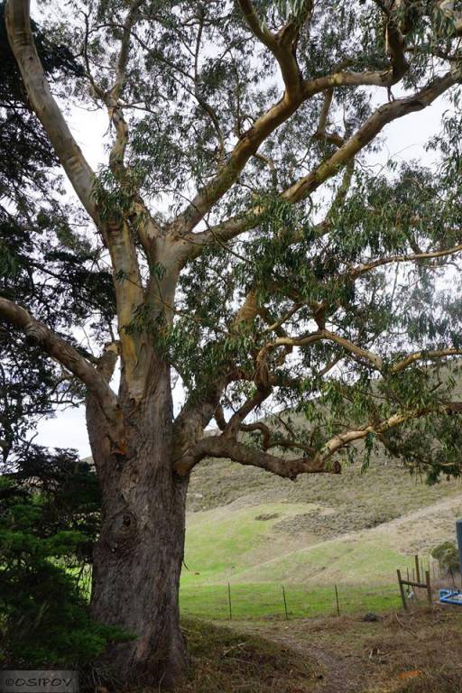 Eucalyptus globulus - Эвкалипт шаровидный