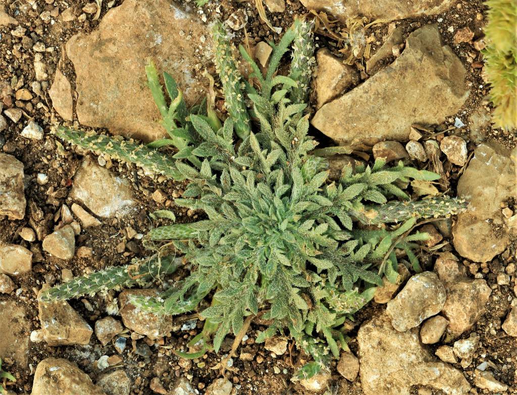 Plantago crypsoides - Подорожник скрытницевидный