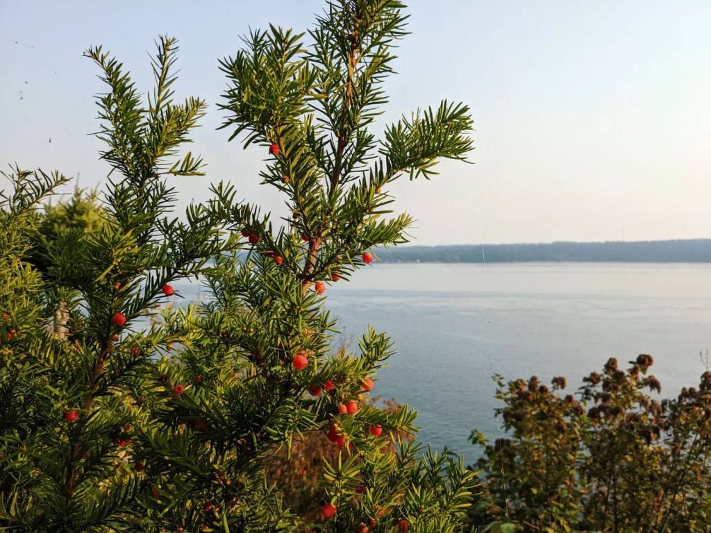 Taxus canadensis