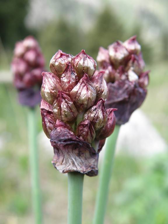Allium atrosanguineum - Лук чёрно-красный