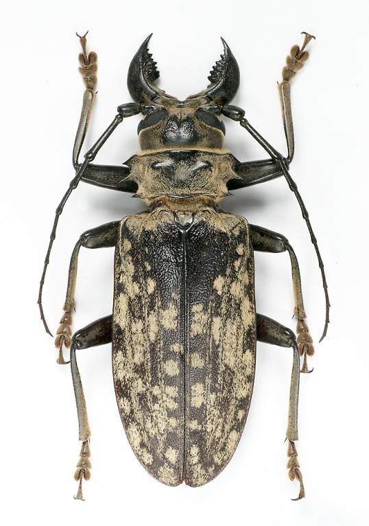 Acanthophorus maculatus