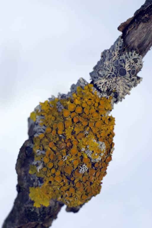 Xanthoria parietina - Стенная золотнянка