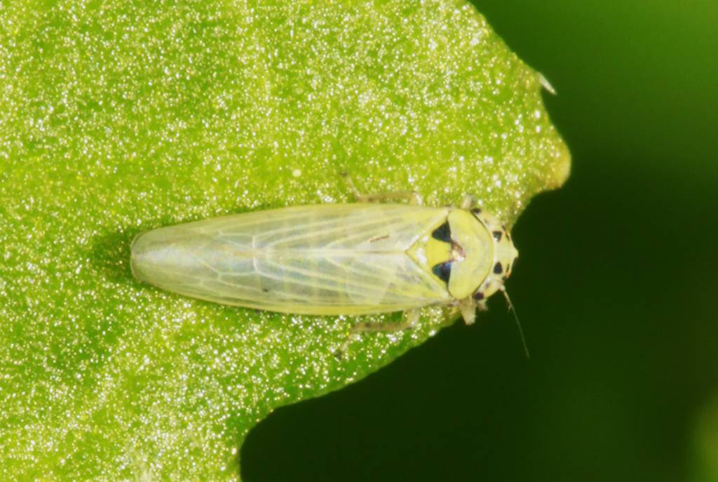 Cicadellidae, gen. sp.2