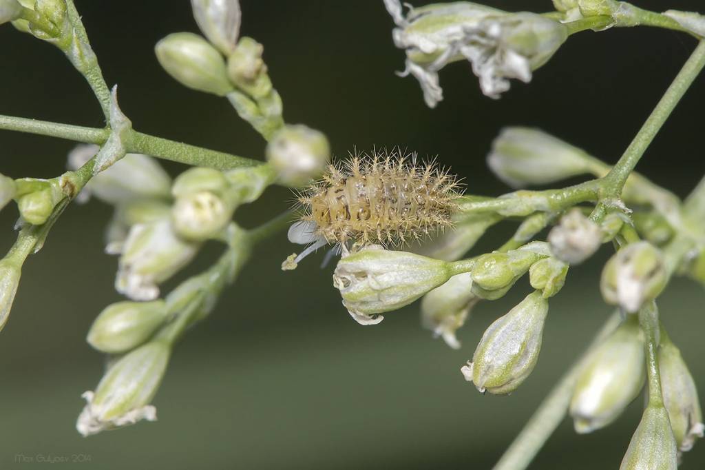 Subcoccinella vigintiquatuorpunctata - Коровка люцерновая