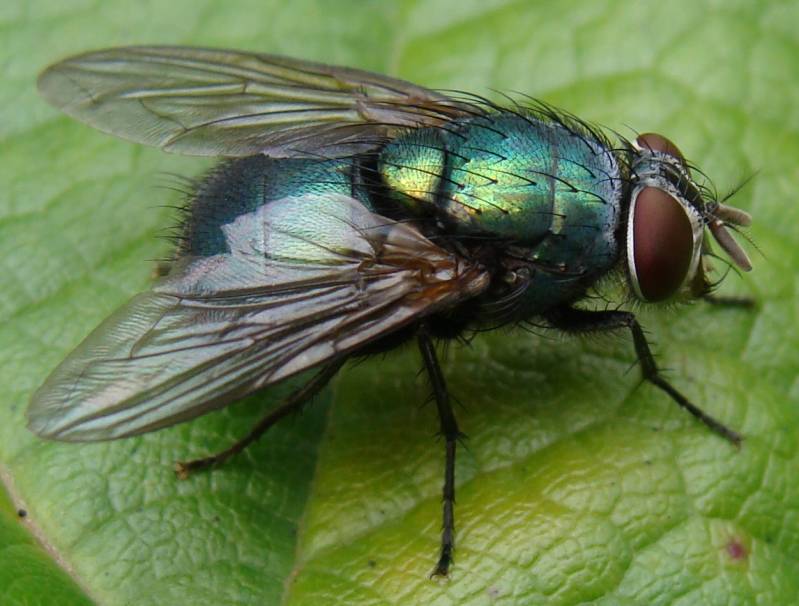 Lucilia sericata - Зеленая падальная муха