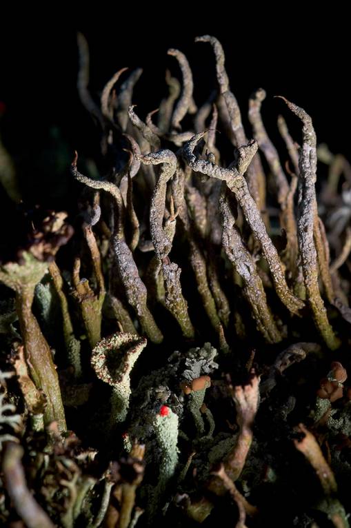 Cladonia furcata - Кладония вильчатая