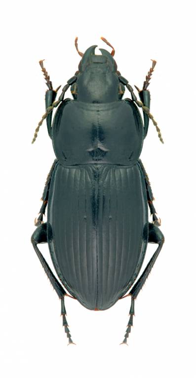 Pterostichus magus
