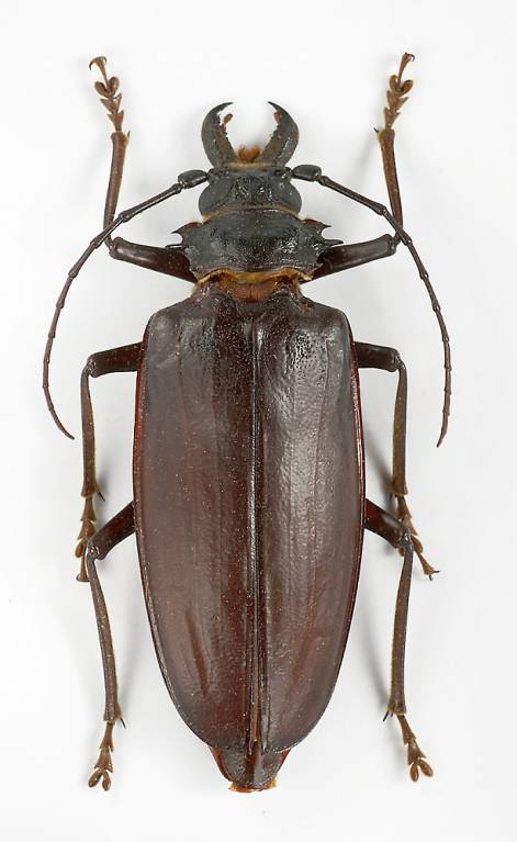 Acanthophorus arabicus