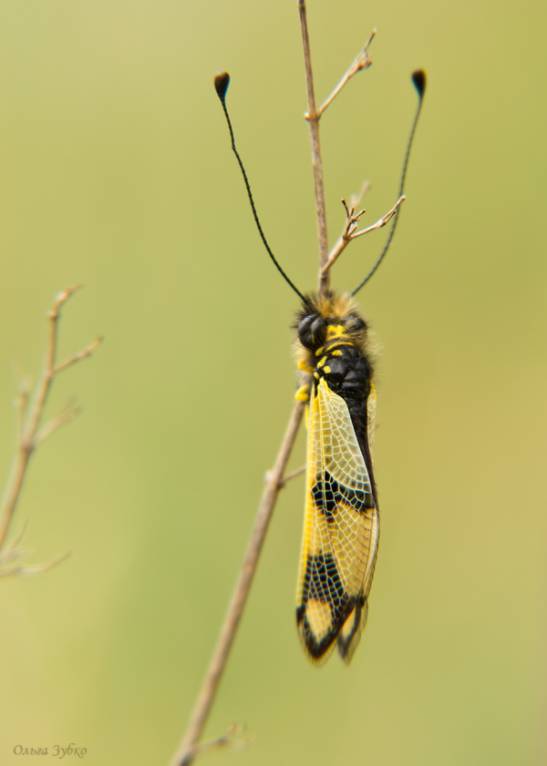 Libelloides macaronius - Аскалаф пестрый