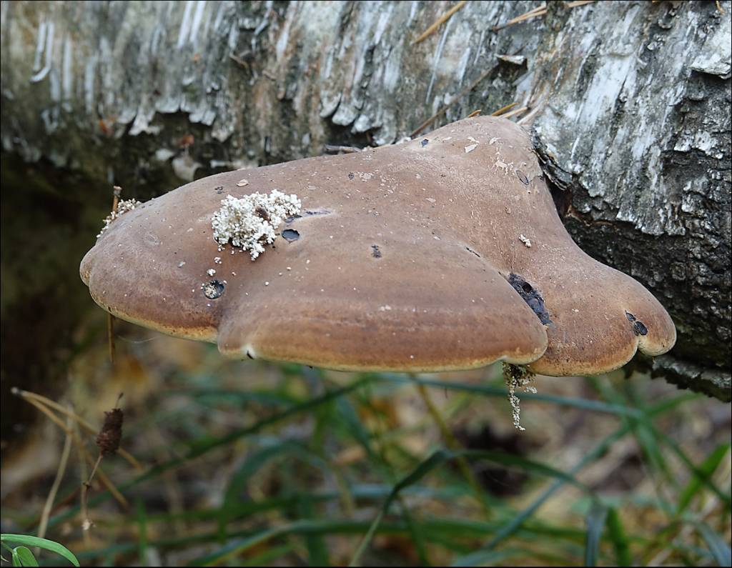 Piptoporus betulinus - Трутовик березовый