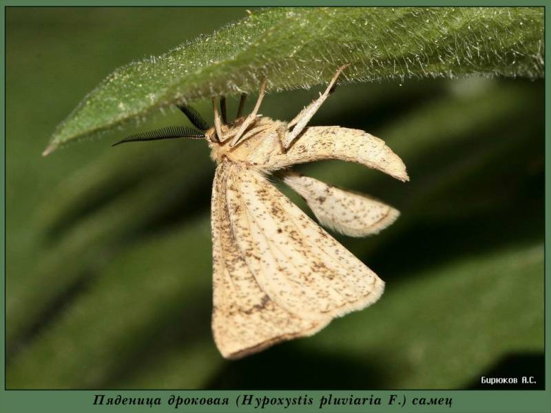 Hypoxystis pluviaria - Пяденица дроковая