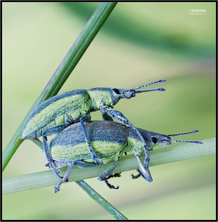 Chlorophanus viridis - Долгоносик зелёный (Слоник-зеленушка)