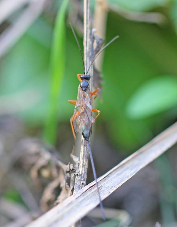 Ichneumonidae136