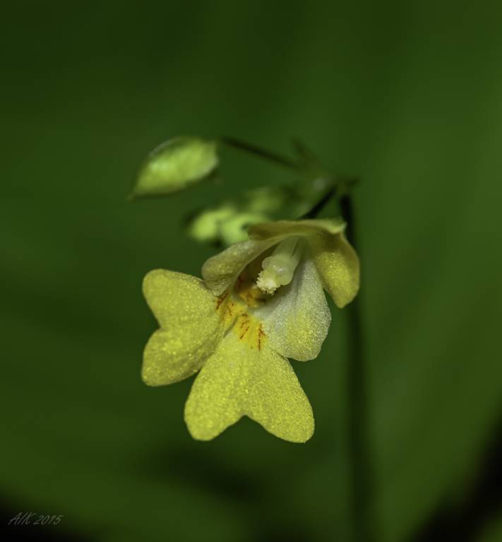 Impatiens parviflora - Недотрога мелкоцветковая