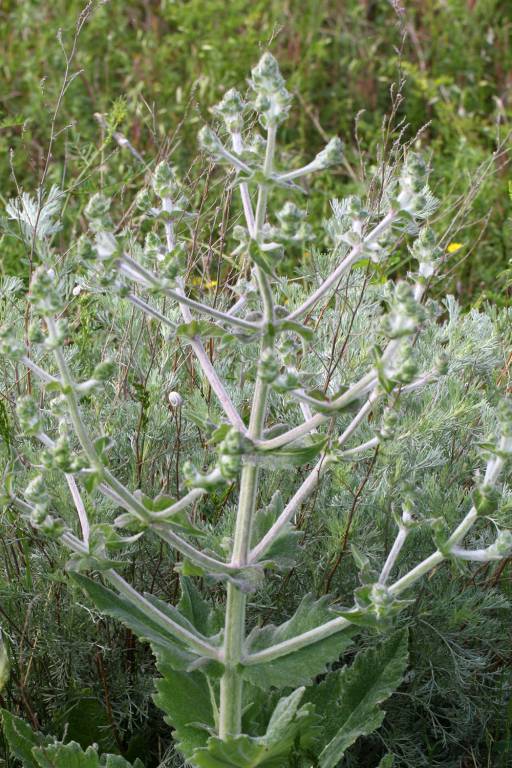 Salvia aethiopis - Шалфей эфиопский